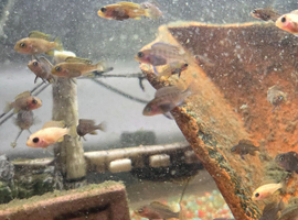 African Ciclids Juveniles