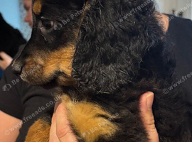 Small f3 cockapoos