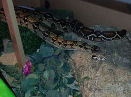 Female boa constrictor