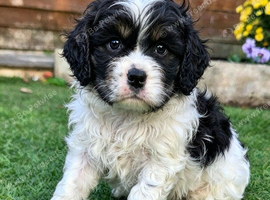 American cockerpoo