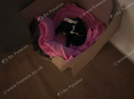 Beautiful 5 kittens