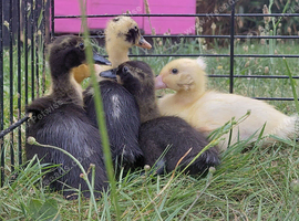 Indian Runner Ducklings