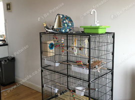 Selling male and female cockatiels age 3 years