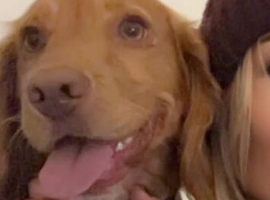 Cockapoo