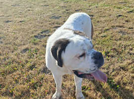 St Bernard