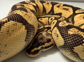 Various royal pythons for sale
