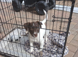 Minature jack russell puppies ready now