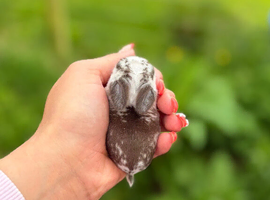 Baby Mini Lops