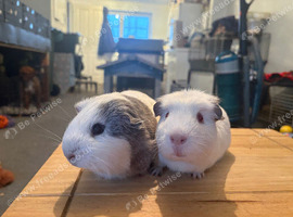 Bonded pair of males