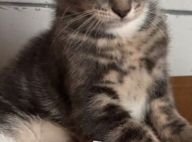 Gorgeous 9 weeks old grey tabby kittens