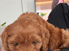 Stunning f1 Cavapoo