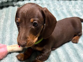 Beautiful choc and tan boy ready to leave KC reg