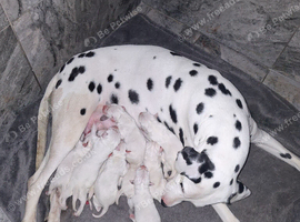Dalmatian puppys.