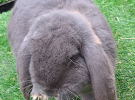 Gorgeous Giant French Lop for STUD ONLY  :) fully vaccinated and health checked :)