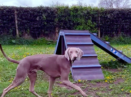 Loving Weim Boy needs a very loving forever home