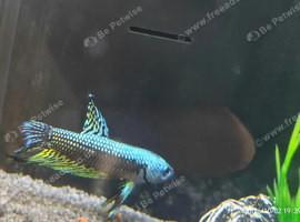 Betta Males/females or pairs available, from &pound;10