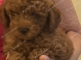 Miniature fox red poodle