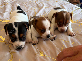 Jack Russell pups for sale