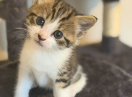 Kittens for sale