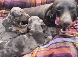 Beautiful dachshund puppies