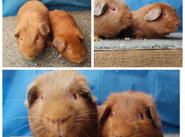 Beautiful bonded boys