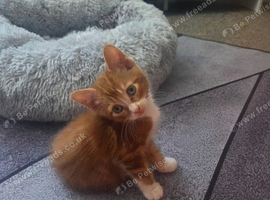 9 week female kitten