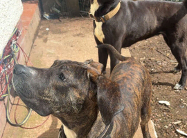 Presa canario