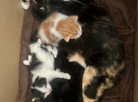 4 gorgeous kittens ready to go now!