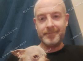T-cup Chihuahua