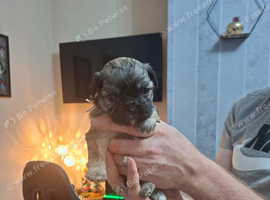 French bulldog cross shih tzu puppies
