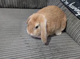 Lop ear rabbit