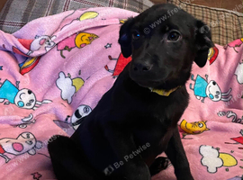 Black labs