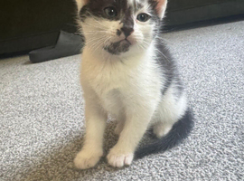 Kittens for sale