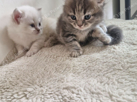 Beautiful British short haired cross kittens for sale