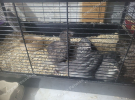 quails