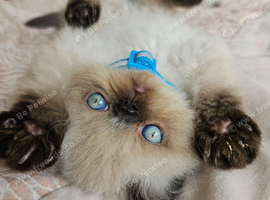 Stunning Pedigree Persian Kittens