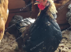 Bantam Cockerels