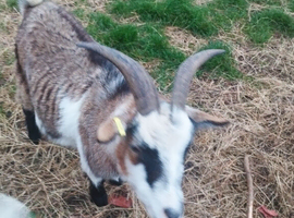Two pigmy goats for sale