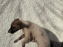 Bedlington whippet