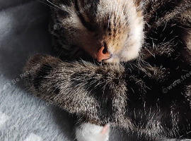 Mittens