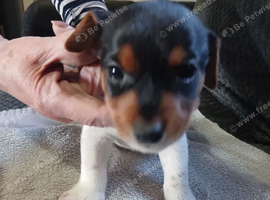 7 Lovely Jack Russell pups for Sale