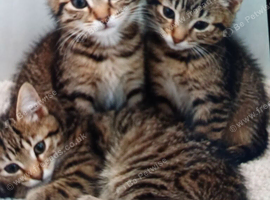 Siamese xx