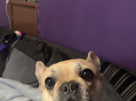 3 year old female french bulldog