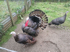 Trio of Norfolk bronze turkey