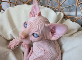 New Sphynx Litter Available Now!