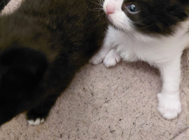 Veey beauriful kittens