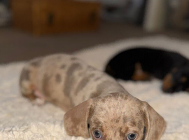 Kc registered miniature dachshund puppies