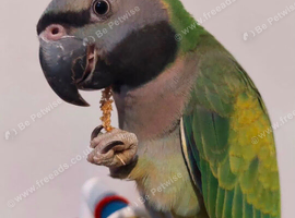 Baby Derbyan talking Parrot