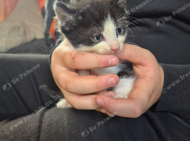 Kittens for sale