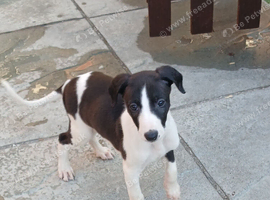 1 female whippet 10 weeks